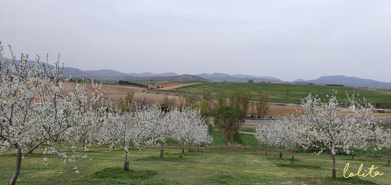Lolita en Hamelin: Paisaje  (Alcalá la Real), #almendros en flor@ Alcala la Real