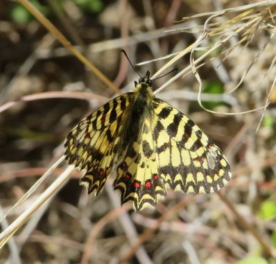 Solerantonio2 en Hamelin: Fauna  (Níjar), Insecto