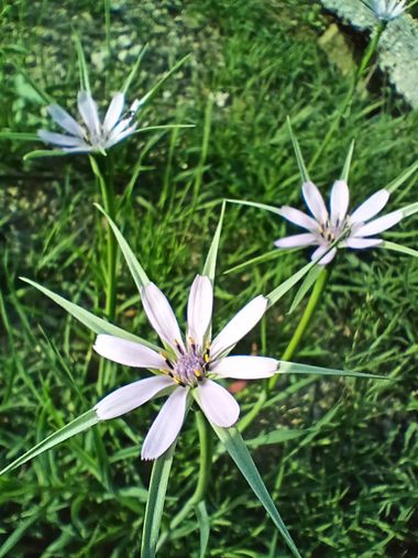 Apasnau75 en Hamelin: Flora  (Pizarra), Geropogon hybridus, #primavera22