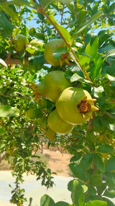 Solerantonio2 en Hamelin: Flora  (Avenida del Mediterráneo), Punica granatum, Planta