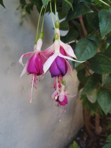 Miguelacuario36 en Hamelin: Flora  (Vejer de la Frontera), Fuchsia magellanica, #flores21#mimos