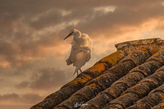 Deepnature en Hamelin: Fauna  (Valencia), Egretta garzetta (Linnaeus, 1766), #aves21 #avesdeespaña #birdingspain 
#naturephotography #tamron150600mm 
#natu...