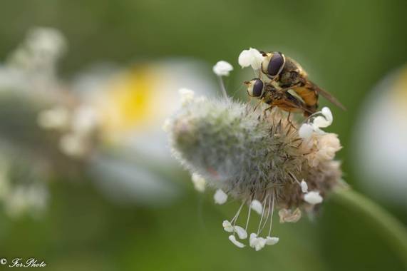 fdhphotos en Hamelin: Fauna, @fdefotos1
.
.
.
.
.
.
#macroextreme #macrophotography #fotografiamacro #macrofotografia #macroextremo #macro_moms
#bpa_macro...
