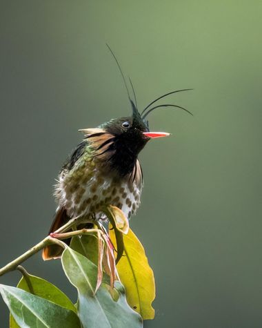 Salomón Guillén  en Hamelin: Fauna, Lophornis helenae (Delattre, 1843), #hummingbird #birds #birds_captures #hummingbirdphotography #birds_adored #birdson...