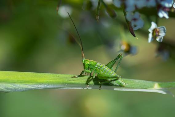 Justi en Hamelin: Fauna  (Badalona), Verde que te quiero verde!!!!