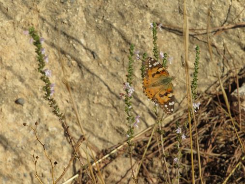 Solerantonio2 en Hamelin: Fauna  (Almería), Vanessa cardui (Linnaeus, 1758), Insecto