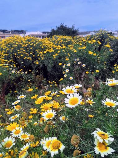 alejo aguirre en Hamelin: Flora  (Xàbia), Glebionis coronaria, #parquesyjardines #otoño #javea #alicante 