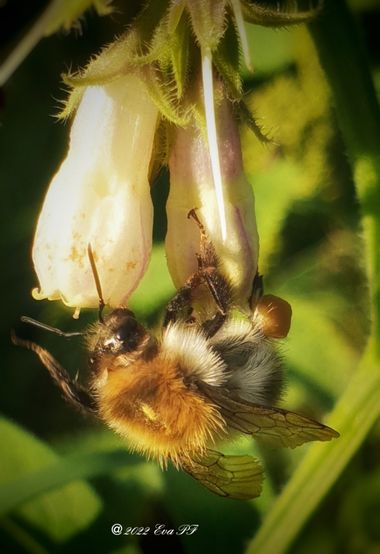 Eva.160968 en Hamelin: Flora  (Jette), #flora #bombus 