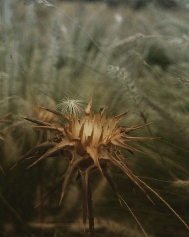 Juanatlantida82 en Hamelin: Flora  (Puerto de la Cruz), Silybum marianum, Flor