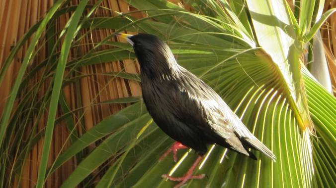 Solerantonio2 en Hamelin: Fauna  (Almería), Sturnus unicolor Temminck, 1820, Estornino está pensativo