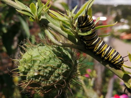 fernanumpaque en Hamelin: Fauna  (Tibasosa)