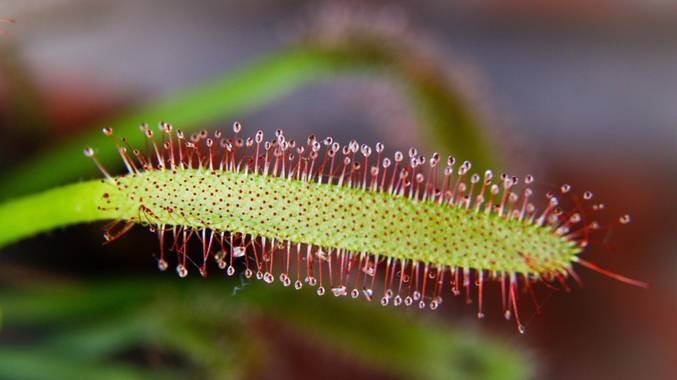 Silvia Blanes en Hamelin: Flora  (València), #macrofoto2020 #macrofotografia #canon #canon70d #photography #photo #nature #naturaleza