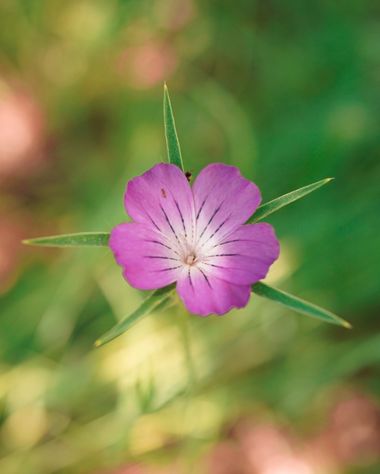 rqsalcedo en Hamelin: Flora  (Calle de los Enebros), Agrostemma githago, #flora 