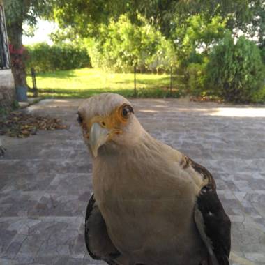 herediacoronel en Hamelin: Fauna  (Portachuelo), Milvago chimachima (Vieillot, 1816), #aves21  #bolivia 