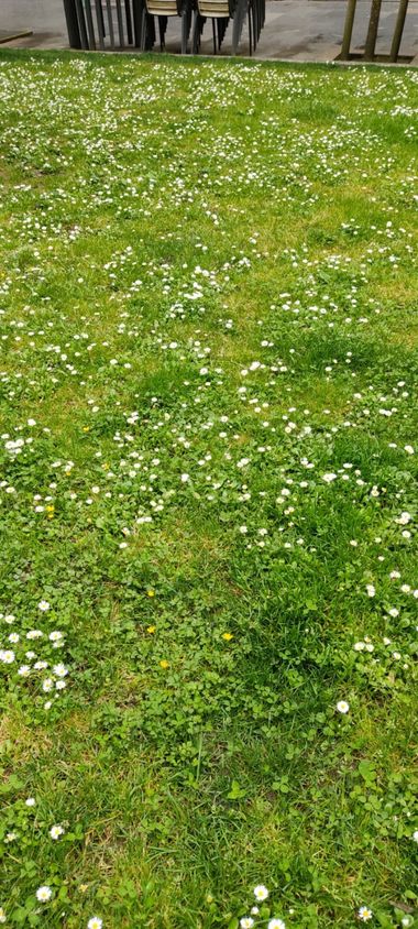 STEPHANIE 📸 en Hamelin: Paisaje, .
.
.
.
.
#flowers #flowerstagram #flowerpower #flowersofinstagram #flowerslovers #flowermagic #floweroftheday #instaflo...