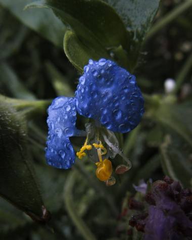 Pikeriel en Hamelin: Flora, Sólo una flor..
