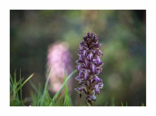 Josepmartinezmiro en Hamelin: Flora  (Boadella i les Escaules), Himantoglossum robertianum, Himantoglossum robertianum, popularment coneguda com a mosques ...