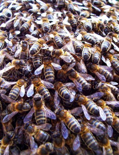Manelsersol en Hamelin: Fauna  (Les Preses), #abejas #bees #enjambre #Paisajesnaturales #Insectos 