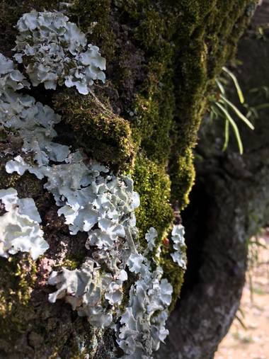 Mariel en Hamelin: Flora  (Japan), Trocos vivos