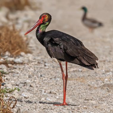 Ignicapillus en Hamelin: Fauna  (Brown road), Ciconia nigra (Linnaeus, 1758), Cigüeña negra

	He tardado 25 años en conseguir una foto presentable de esta ...