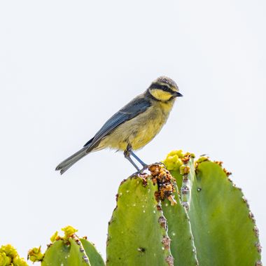 Luis Cedrés en Hamelin: Fauna  (Fasnia), Cyanistes caeruleus (Linnaeus, 1758), #pájaro #herrerillo #bird #birdingphotography en #tenerife 