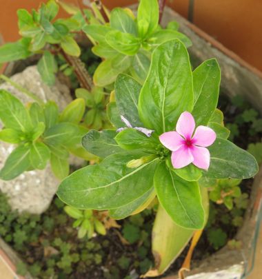 Solerantonio2 en Hamelin: Flora  (Almería), Catharanthus roseus, Planta