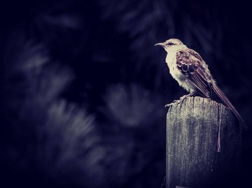 luckytulian en Hamelin: Fauna 