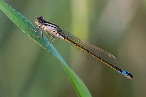 isidorogomez53 en Hamelin: Fauna  (Castellbisbal), No se muy  bien  si es,  esta  especie, pero es muy comun en el rio  Llobregat, este caballito del diabl...