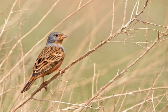 Ignicapillus en Hamelin: Fauna  (Hevel Eilot Regional Council), Emberiza caesia Cretzschmar, 1827, Escribano ceniciento

Este escribano solo cría en una fr...