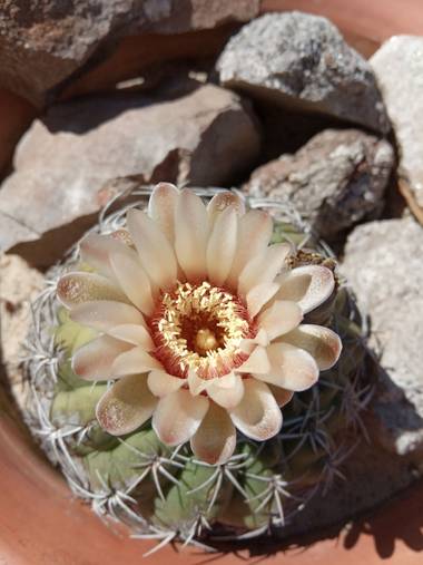 Juani✨ en Hamelin: Flora, Gymnocalycium calochlorum, El Cactus de areola blanca es endémico de la provincia de La Rioja.
#cactusargentina 