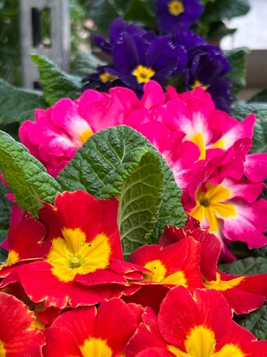 Eudimer20 en Hamelin: Flora, Primula vulgaris, #flores 