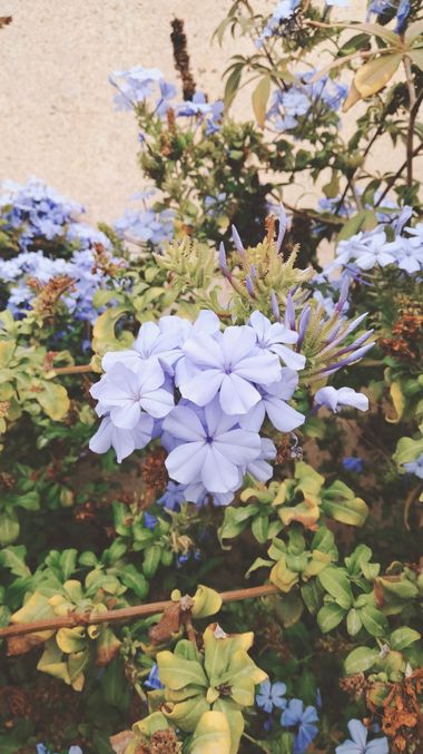 Solerantonio2 en Hamelin: Flora  (Calle Fernández), Plumbago auriculata, Planta