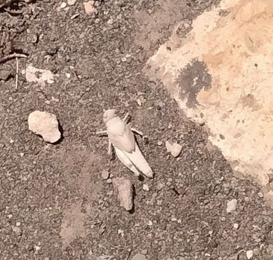 Solerantonio2 en Hamelin: Fauna  (El Pocico), Grillo