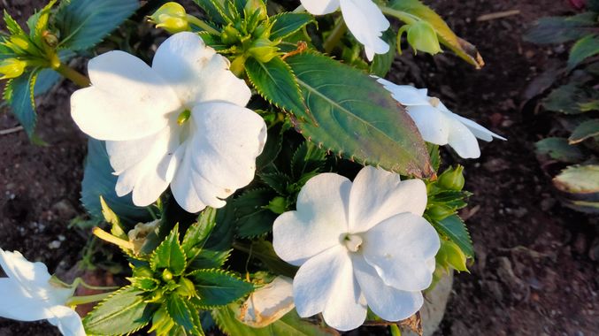 Solerantonio2 en Hamelin: Flora  (Almería), Impatiens walleriana, Planta
