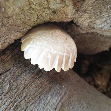 S.- en Hamelin: Observación  (Spain), La #sombrilla de los #gnomos #😍 #🍄


#Hongo #Seta #CosasBonitas #LugaresEspeciales #CosasDesconocidas #Naturaleza #...