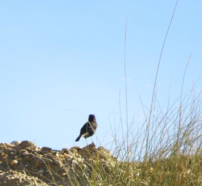 Solerantonio2 en Hamelin: Fauna  (Almería), Oenanthe leucura (Gmelin, 1789), Collalba negra
