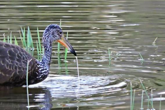 Acedogloria en Hamelin: Fauna  (Junín), Aramus guarauna (Linnaeus, 1766), #Aves21         Nombre científico: Aramus guarauna
Clasificación superior: Aramus...