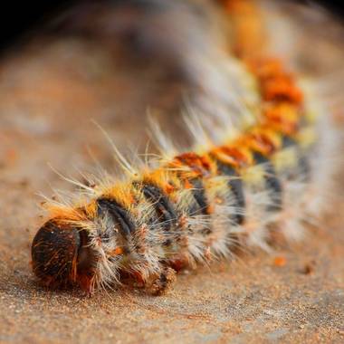 Georginaag en Hamelin: Fauna  (Tordera), #oruga #insecto #orugaprocesonaria #fauna 