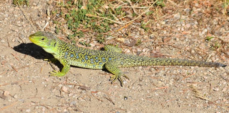 Solerantonio2 en Hamelin: Fauna  (Almeria), Lagarto ocelado