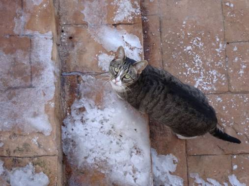 Anaortega2010 en Hamelin: Fauna  (Las Rozas de Madrid), #gatocomun  #gatodomestico  #invierno20