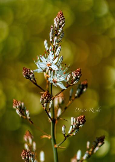 Dominrueda en Hamelin: Flora  (Almonaster la Real), No se que flor es pero es preciosa. #flor #flores 