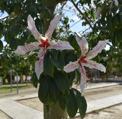 Solerantonio2 en Hamelin: Flora  (Rioja), Ceiba speciosa, Planta