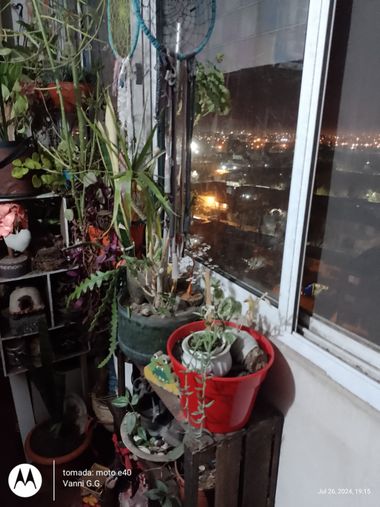 GrachuV. en Hamelin: Flora, Jardín 🏡