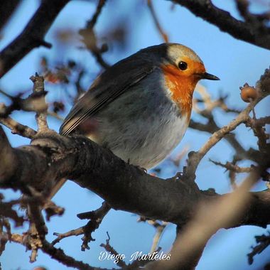 Diego en Hamelin: Fauna  (Zaragoza), #erithacusrubecula #petirrojoeuropeo #aves #ebro #zaragoza #canon 
