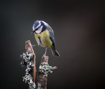 Eritz.cortazar en Hamelin: Fauna  (Bilbao), Herrerillo común (Cyanistes caeruleus (Linnaeus, 1758)
.
.
.
#aves #bird #nature #naturelover 