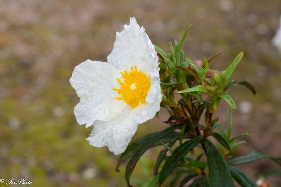 fdhphotos en Hamelin: Flora  (Madrid), Cistus ladanifer, #macroextreme #macrophotography #fotografiamacro #macrofotografia #macroextremo #macro_moms
#bpa_m...