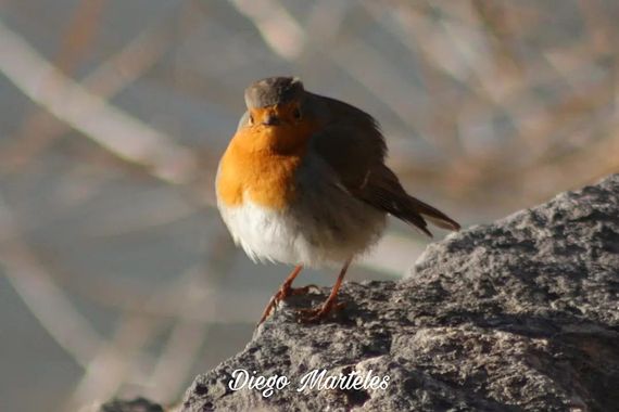 Diego en Hamelin: Fauna  (Zaragoza), #petirrojoeuropeo #erithacusrubecula #aves #ebro #zaragoza #canon 