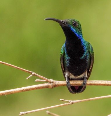 Luz Sthella Cardona M  en Hamelin: Fauna  (San Francisco), Anthracothorax nigricollis (Vieillot, 1817), Colibrí mango pechinegro colibrí bastante grande y ...