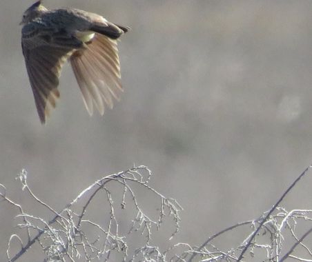 Solerantonio2 en Hamelin: Fauna  (Níjar), Cogujada comun