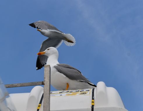 Solerantonio2 en Hamelin: Fauna  (O Morrazo), Larus michaellis Naumann, 1840, Gaviota